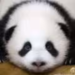 Tao